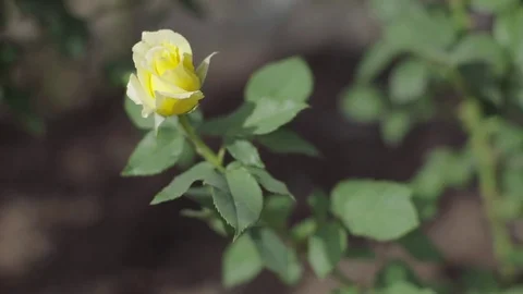 Single yellow rose swinging in wind, close up Stock Footage 75360995