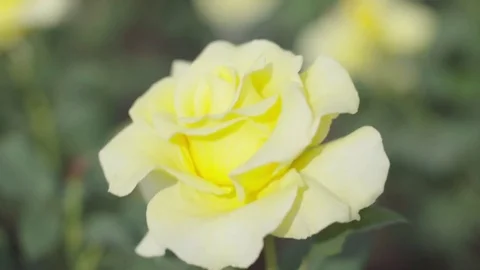 Single yellow rose swinging in wind, close up Stock Footage 75361006