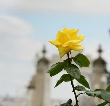 Single yellow rose under cloud day in Spring Stock Photos