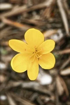 Single yellow small spring flower in a burred background Stock Photos