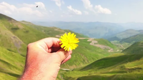 Single yellow sow-thistle hold by males hand with background of the mountains Vidéo 162543059