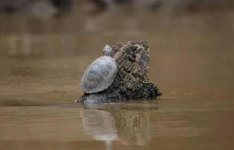 Single Yellow-spotted river turtle (Podocnemis unifilis) holding onto log Foto stock