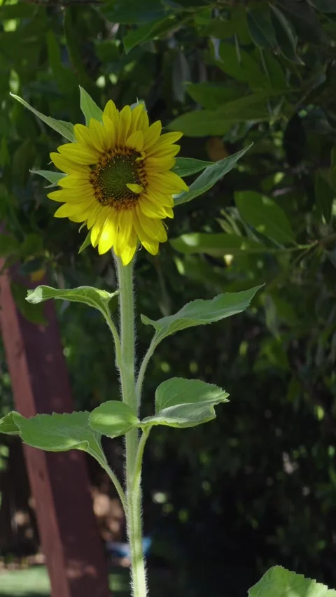 Single yellow sunflower blooming in a backyard garden Stock Footage 336221394