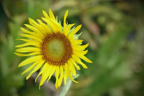 Single yellow sunflower for pattern Stock Photos