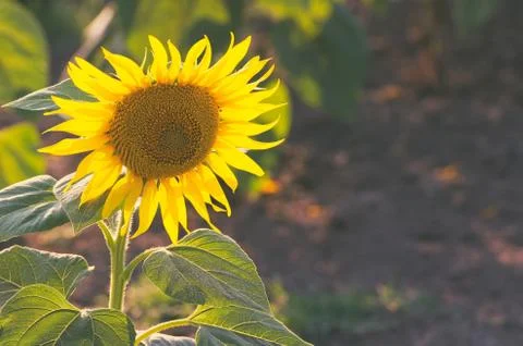 Single Yellow Sunflower Stock Photos