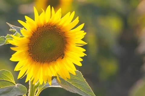 Single Yellow Sunflower Stock Photos