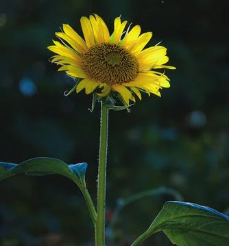 Single yellow Sunflower Stock Photos