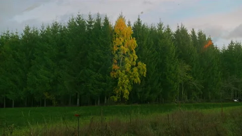Single yellow tree in fall forest (4K) Stock Footage 222737563