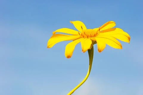 Single yellow Tree Marigold or Maxican Sunflower. Stock Photos