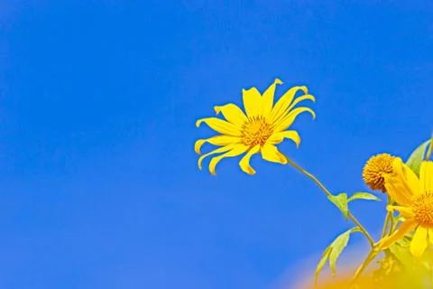 Single yellow Tree Marigold or Maxican Sunflower. Stock Photos