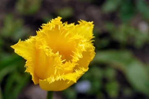 Single yellow tulip Stock Photos