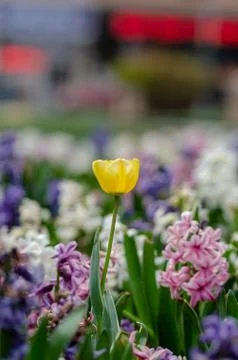 Single yellow tulip Stock Photos