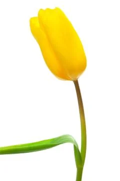 Single yellow tulip Stock Photos