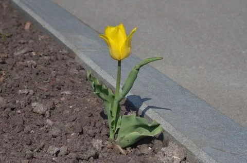 Single yellow tulip Foto stock