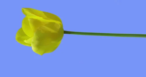 Single Yellow Tulip on a Stalk Wild Flower Spring-Blooming Perennial on Blue Stock Footage 61787950