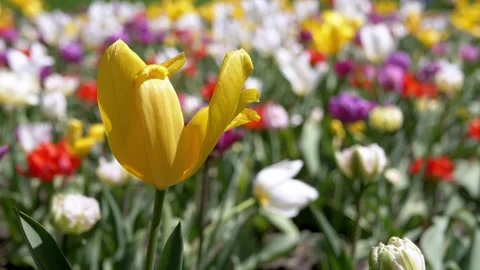 Single Yellow Tulip Standing Out in Field of Colorful Flowers Vídeos de archivo 339072681