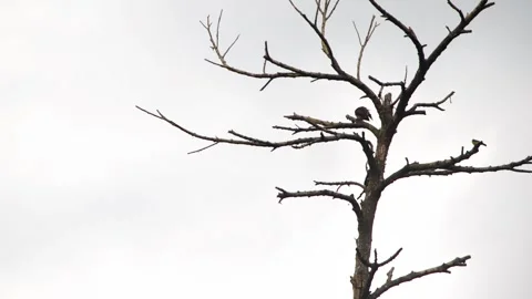 Single Yellow Ventenced Bulbul Perched On Center Bare Tree Branch Stock Footage 344750385