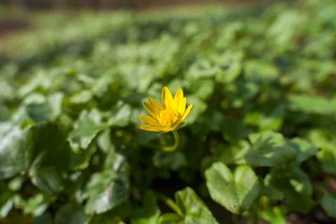 Single Yellow Wildflower Blooming Amid Green Groundcover With Shallow Depth Of Stock Photos