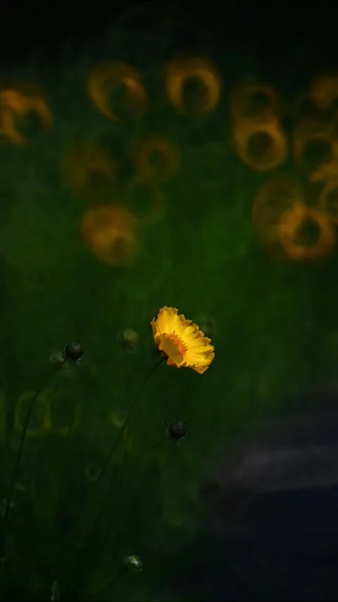 Single Yellow Wildflower Blooming with Unique Circular Bokeh Background Stock Footage 330095051