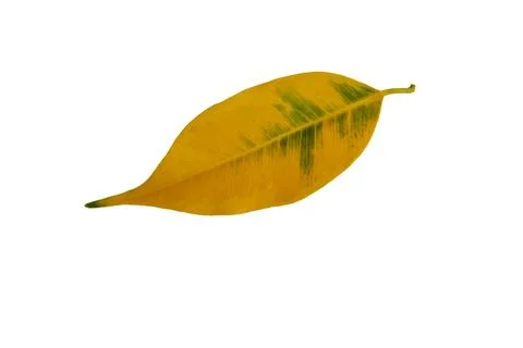 Single yellowed leaf. isolated background. Stock Photos