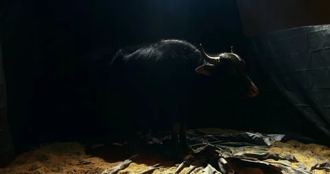 Single young bull in back lit stable full body shot high contrast Video stock 122395531