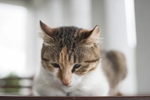 Single young cat Stock Photos