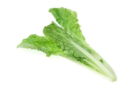 Single young Chinese cabbage isolated on the white background Stock Photos