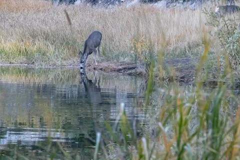 Single young deer reflected in lake while drinking Stock Photos