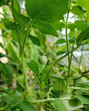 Single young green cherry tomato growing on the vine Stock Photos