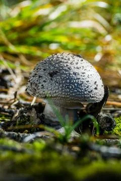 Single young grey toadstool with spotted cap Stock Photos