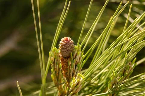 Single Young Pine Cone Surrounded by Fresh Green Pine Needles Stock Photos