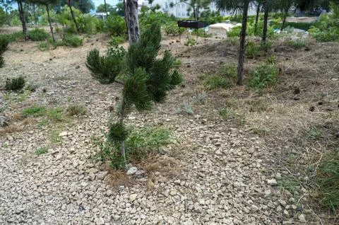 A single young pine sapling grows in a landscaped recreation area. Mulch covers Stock Photos