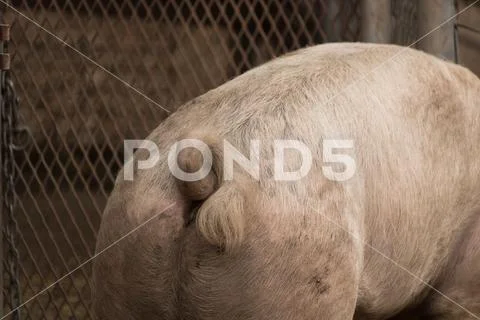 Single young pink dirty spotted domestic pig bottom, close-up very cute curly Stock Photos