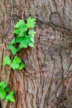 Single young plant grows up the side of and old tree trunk Stock-Fotos