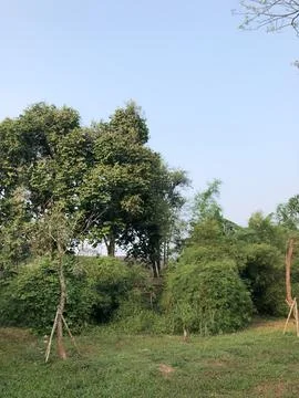 Single Young Tree in Green Area for Urban Greening Concept Stock Photos