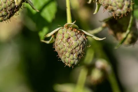 Single young unripe raspberry developing on a branch in a summer garden Фото