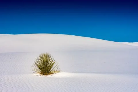 Single Yucca Grows In White Sand Dune Photos