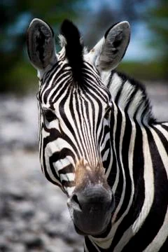 Single zebra close-up, view on head and stripes, bush in defocused background Stock Photos