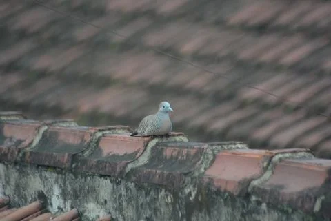 Single zebra dove on rustic tiled roof Stock Photos