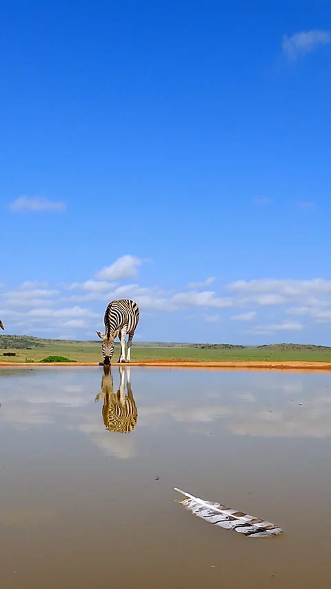 Single Zebra Drinking at Water Edge with Feather in Foreground Stock Footage 346487648