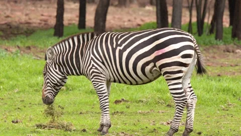 Single Zebra Grazing on Green Grass in Open Enclosure Stock Footage 346587374