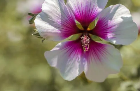 A single Zebra Mallow bloom Stock Photos