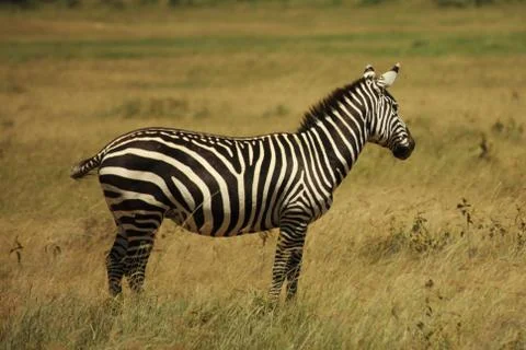Single zebra Stock Photos