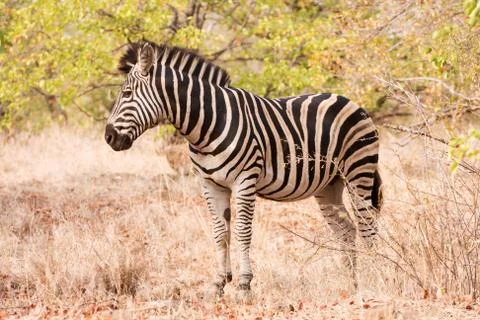 Single zebra standing in the bush Foto stock