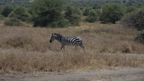 Single Zebra Walking in Savannah Stock Footage 316980155