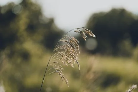 Singled Out Head of Grass Stock Photos