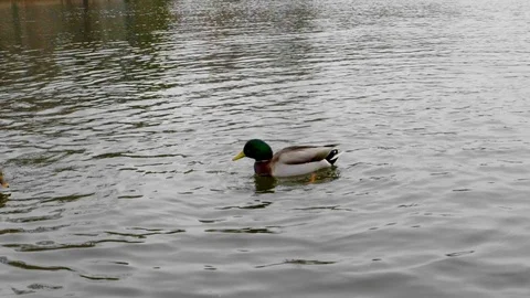 SingleDuck Stock Footage 98223578