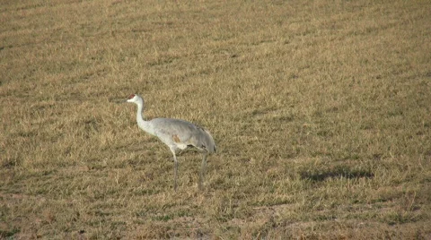 SingleSandhillCraneWalking Stock Footage 286616
