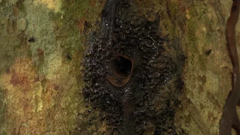 Singless Bee Hive Stock Footage 227143813