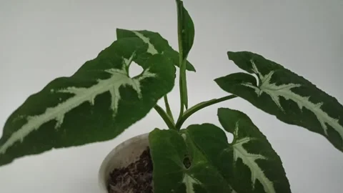 Singonium1 Stock Footage 276402934